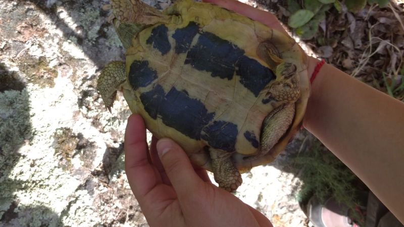 Testudo hermanni?  S, Testudo hermanni hermanni, maschio